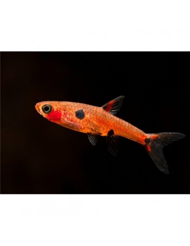 Rasbora Maculata - 2100749