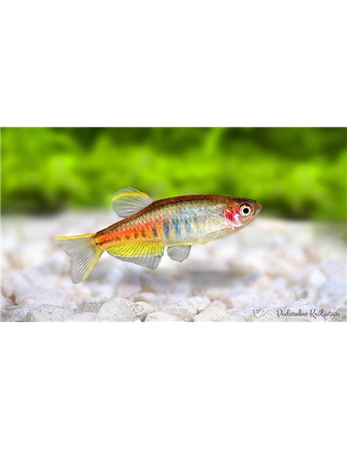 Danio Choprae - 2100920