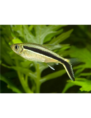 Tetra Pinguim - Thayeria Boehlkei - 2101123