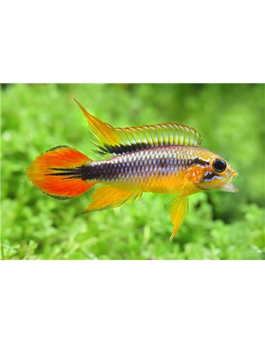 Apistogramma Agassizii XL - 2102493